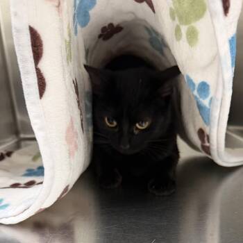 Willow -  Domestic Short Hair Cat for Adoption in Grand Rapids, Michigan - Willow | PetCurious