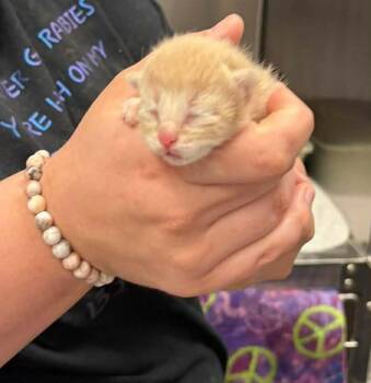 Domestic Short Hair Cats Available for Adoption in Republic, Missouri - Duck | PetCurious