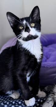Rescue Domestic Short Hair Cats for Adoption in Pekin, Illinois - Reign | PetCurious