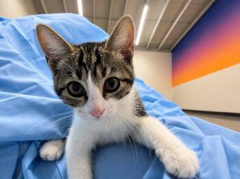 Shymel -  Domestic Short Hair Cat for Adoption in Fort Lupton, Colorado - Shymel | PetCurious