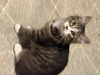 Domestic Medium Hair Cats Available for Adoption in East Providence, Rhode Island - Mazie | PetCurious