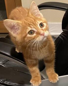 Mr. Beast -  Domestic Short Hair Cat for Adoption in Vancouver, Washington - Mr. Beast | PetCurious
