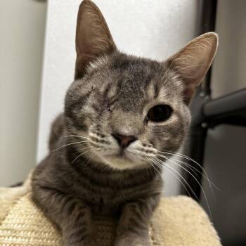 Domestic Short Hair Cats Available for Adoption in Blue Ridge, Georgia - SwissRoll | PetCurious