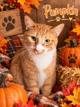 Pumpkin -  Domestic Short Hair Cat for Adoption in Barton, Vermont - Pumpkin | PetCurious