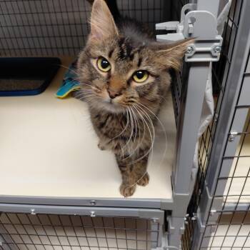 Domestic Medium Hair Cats Available for Adoption in Littleton, New Hampshire - Indy | PetCurious