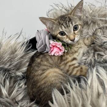 Snuggly Sharpei -  Tabby Cat for Adoption in Burlington, North Carolina - Snuggly Sharpei | PetCurious
