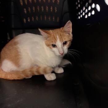 Clem -  Domestic Short Hair Cat for Adoption in Manhattan, Kansas - Clem | PetCurious