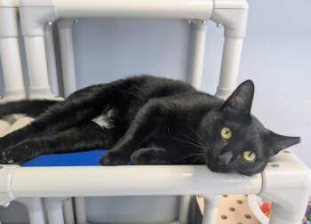 Greta -  Domestic Short Hair Cat for Adoption in Alexandria, Virginia - Greta | PetCurious