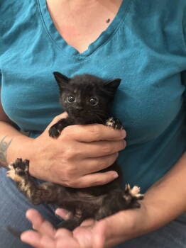 Rescue Domestic Short Hair Cats for Adoption in Camden, South Carolina - Phoenix (Available For Pre-adoption) | PetCurious