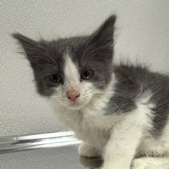 Rescue Domestic Medium Hair and Domestic Short Hair Cats for Adoption in Warrenton, Oregon - Jake (Hwy 104 Kitten 4) | PetCurious