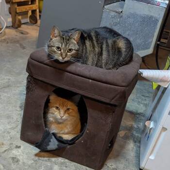 Domestic Medium Hair Cats Available for Adoption in New Berlin, Wisconsin - Handsome Squidward (m) & Fiona (f) | PetCurious