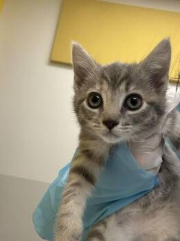Laka -  Domestic Short Hair Cat for Adoption in Raleigh, North Carolina - Laka | PetCurious