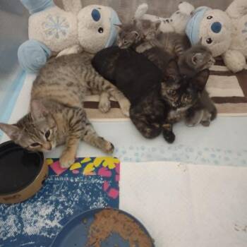Norah -  Domestic Short Hair Cat for Adoption in Hemet, California - Norah | PetCurious
