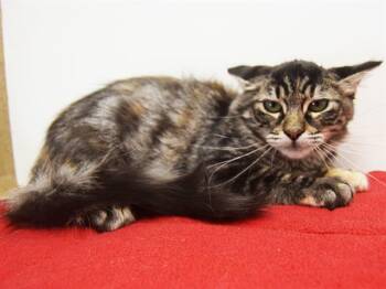 Rescue Domestic Medium Hair Cats for Adoption in Sacramento, California - FRUITY | PetCurious