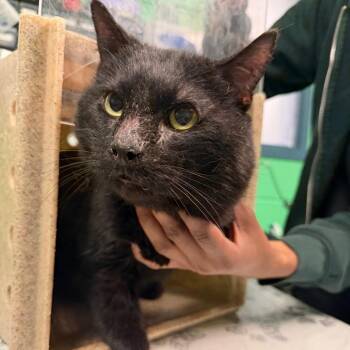 Domestic Short Hair Cats Available for Adoption in Philadelphia, Pennsylvania - Steffon | PetCurious