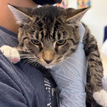 Synclaire -  Domestic Short Hair Cat for Adoption in Nashville, Tennessee - Synclaire | PetCurious