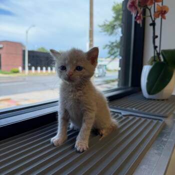 Domestic Short Hair Cats Available for Adoption in St. Louis, Missouri - Clementine | PetCurious