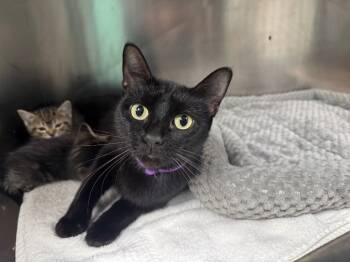 Rescue Domestic Short Hair Cats for Adoption in Chickamauga, Georgia - Cordelia-Adoptable Awaiting S/N | PetCurious