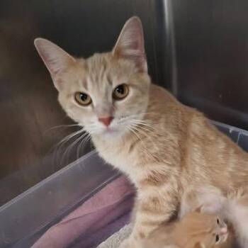 Mango -  Domestic Short Hair Cat for Adoption in Richland, Michigan - Mango | PetCurious