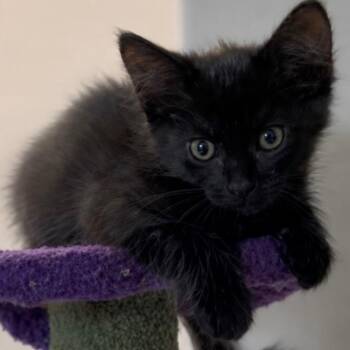 Lola -  Domestic Medium Hair Cat for Adoption in Gilbert, Arizona - Lola | PetCurious