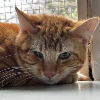 Tabby Cats Available for Adoption - Lex - Big & Handsome | PetCurious