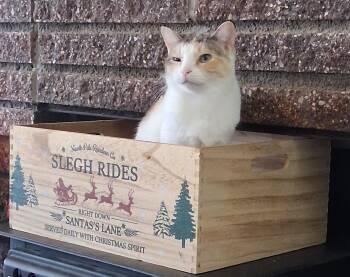 Frida -  Domestic Short Hair Cat for Adoption in Riverside, California - Frida | PetCurious