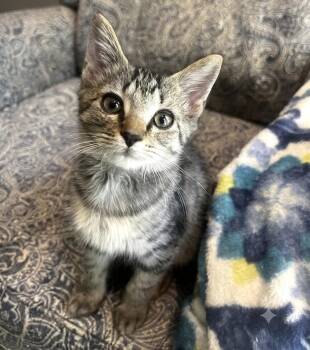 Aang -  Tabby Cat for Adoption in Anderson, South Carolina - Aang | PetCurious