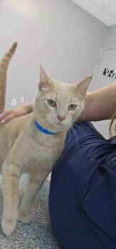 Sunny -  Domestic Short Hair Cat for Adoption in Athens, Tennessee - Sunny | PetCurious