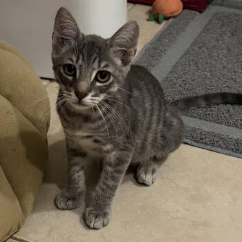 Charlie -  Domestic Short Hair Cat for Adoption in Jacksonville, Florida - Charlie | PetCurious