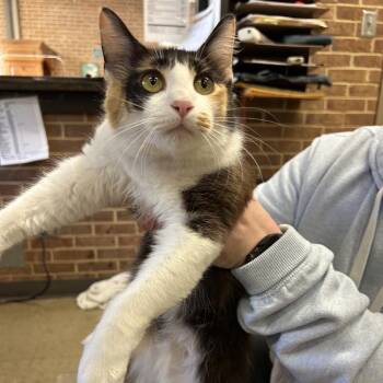 Domestic Medium Hair Cats Available for Adoption in Birmingham, Alabama - Jules | PetCurious