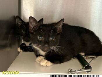 SOUTH -  Domestic Short Hair Cat for Adoption in West Palm Beach, Florida - SOUTH | PetCurious