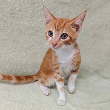 Hopper -  Domestic Short Hair Cat for Adoption in Buffalo, Minnesota - Hopper | PetCurious