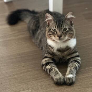 Rescue Domestic Long Hair Cats for Adoption in Lakewood, California - Ferby | PetCurious