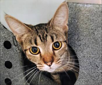 Domestic Short Hair Cats Available for Adoption in Nashville, Tennessee - Carabiner | PetCurious