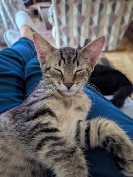 Damian (in foster) -  Domestic Short Hair Cat for Adoption in Muskegon, Michigan - Damian (in Foster) | PetCurious