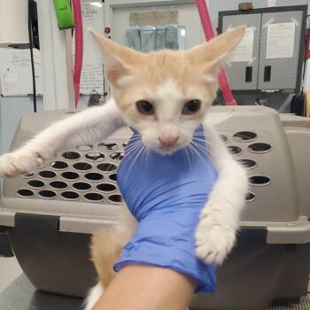Chance -  Domestic Short Hair Cat for Adoption in Milton, Florida - Chance | PetCurious