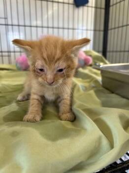Kellogg -  Domestic Short Hair Cat for Adoption in West Memphis, Arkansas - Kellogg | PetCurious