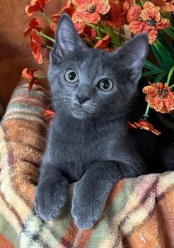 5/26/26 Panadora -  Domestic Short Hair Cat for Adoption in Stillwater, Oklahoma - 5/26/26 Panadora | PetCurious