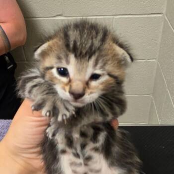 Tim -  Domestic Short Hair Cat for Adoption in Bristol, Indiana - Tim | PetCurious