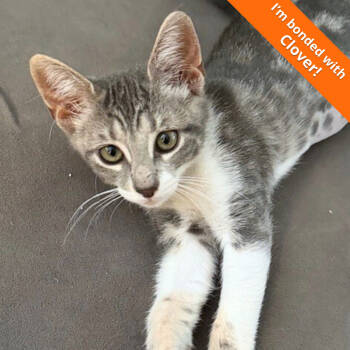 Rescue Domestic Short Hair Cats for Adoption in Pleasant Hill, California - Sage | PetCurious