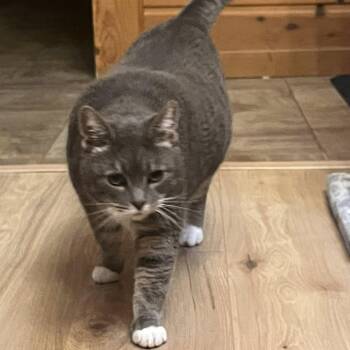 Domestic Short Hair Cats Available for Adoption - Biff | PetCurious