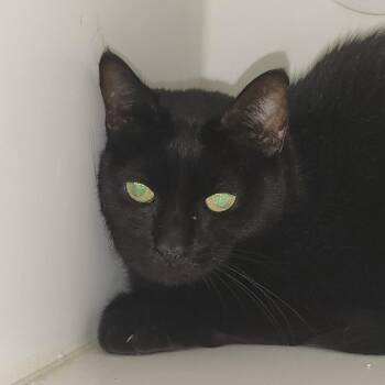 Pekoe -  Domestic Short Hair Cat for Adoption in Pinellas Park, Florida - Pekoe | PetCurious