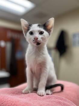 OREO -  Domestic Short Hair Cat for Adoption in Aliquippa, Pennsylvania - OREO | PetCurious
