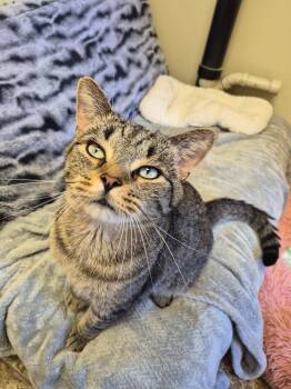 Four -  Domestic Short Hair Cat for Adoption in Anderson, Indiana - Four | PetCurious