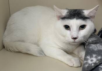 Domestic Short Hair Cats Available for Adoption in Elmsford, New York - Russel Available 4/16/26 | PetCurious