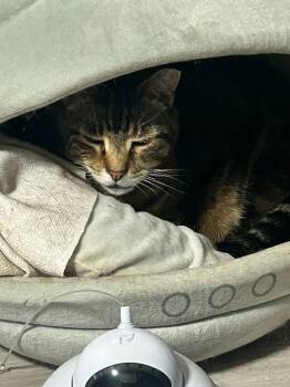 Rescue Domestic Short Hair Cats for Adoption in Westbury, New York - Hunter Hewlett | PetCurious