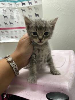 Mina -  Domestic Short Hair Cat for Adoption in Chico, California - Mina | PetCurious