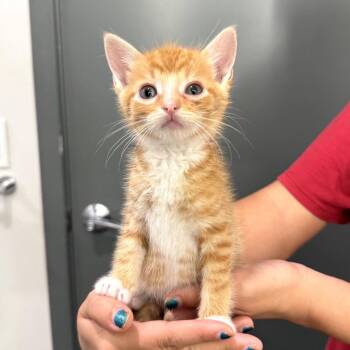 Domestic Short Hair Cats Available for Adoption in Long Beach, California - Po | PetCurious