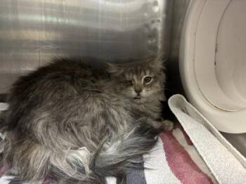 Domestic Long Hair Cats Available for Adoption in El Paso, Texas - Helena | PetCurious