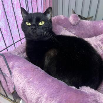 Rescue Domestic Short Hair Cats for Adoption in Union, Missouri - Tablespoon LR 11 | PetCurious